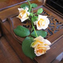 Růže a klavír.